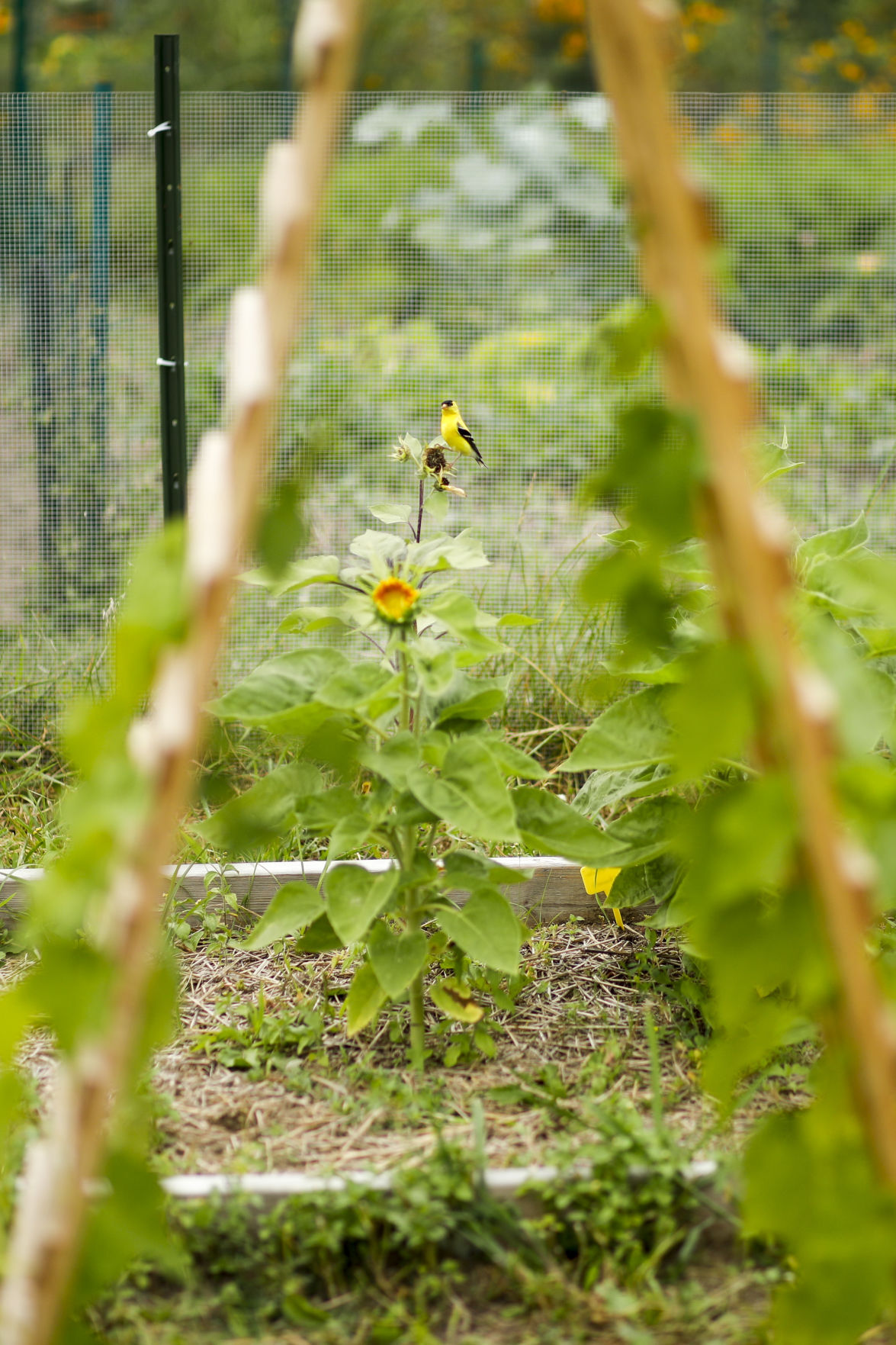 Community Gardens 080920 05-08092020175228